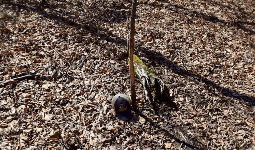 Photo #35 of SOLD property in Off Hog Wallow Road, Nathalie, VA 98.4 acres