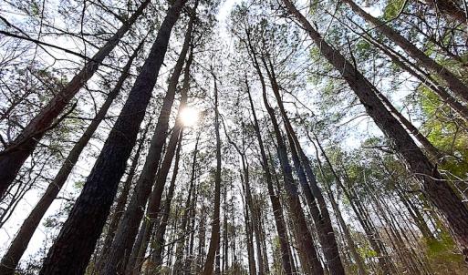 Photo #9 of SOLD property in Off Meadow Drive, Smithfield, VA 5.0 acres