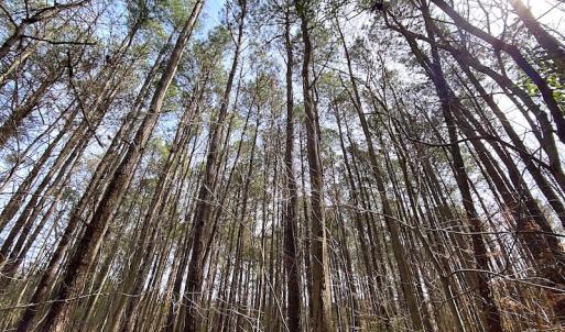 Photo #14 of SOLD property in Off Meadow Drive, Smithfield, VA 5.0 acres