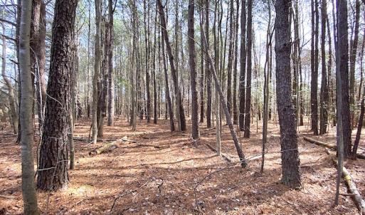 Photo #16 of SOLD property in Off Meadow Drive, Smithfield, VA 5.0 acres