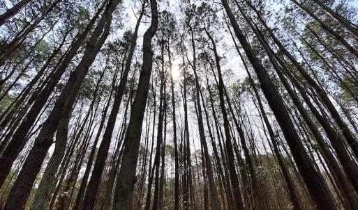 Photo #17 of SOLD property in Off Meadow Drive, Smithfield, VA 5.0 acres