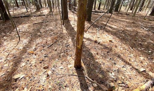 Photo #23 of SOLD property in Off Meadow Drive, Smithfield, VA 5.0 acres