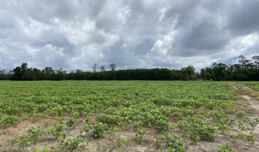 Photo #33 of SOLD property in Off Texas Road, Shiloh, NC 1,340.0 acres