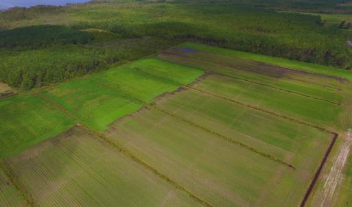 Photo #19 of SOLD property in Off Texas Road, Shiloh, NC 1,340.0 acres