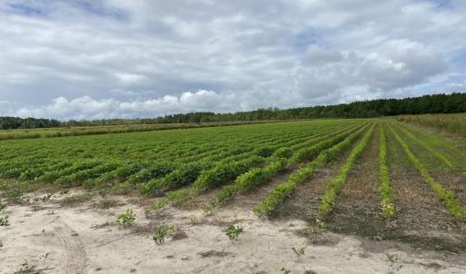 Photo #32 of SOLD property in Off Texas Road, Shiloh, NC 1,340.0 acres