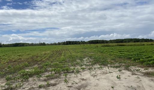 Photo #34 of SOLD property in Off Texas Road, Shiloh, NC 1,340.0 acres