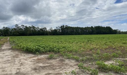 Photo #35 of SOLD property in Off Texas Road, Shiloh, NC 1,340.0 acres