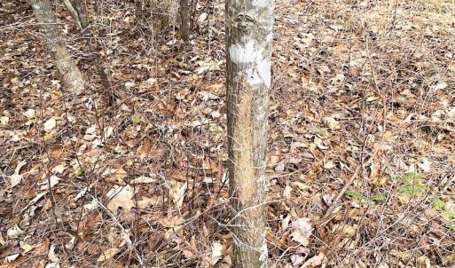 Photo #29 of SOLD property in 7245 General Mahone Hwy, Waverly, VA 62.0 acres