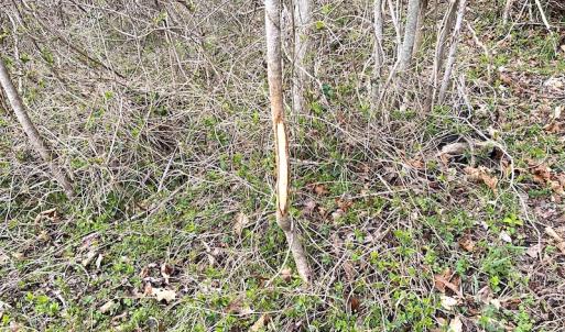 Photo #31 of SOLD property in 7245 General Mahone Hwy, Waverly, VA 62.0 acres