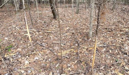 Photo #37 of SOLD property in 7245 General Mahone Hwy, Waverly, VA 62.0 acres