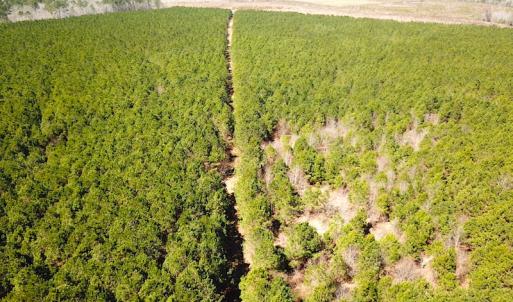 Photo #12 of SOLD property in 723 Ahoskie-Cofield Road, Cofield, NC 104.5 acres