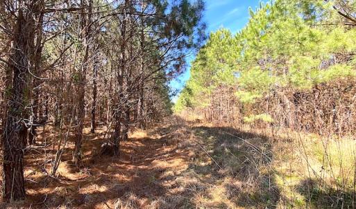 Photo #13 of SOLD property in 723 Ahoskie-Cofield Road, Cofield, NC 104.5 acres