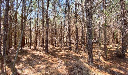 Photo #14 of SOLD property in 723 Ahoskie-Cofield Road, Cofield, NC 104.5 acres