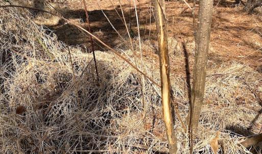 Photo #16 of SOLD property in 723 Ahoskie-Cofield Road, Cofield, NC 104.5 acres