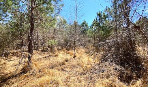 Photo #19 of SOLD property in 723 Ahoskie-Cofield Road, Cofield, NC 104.5 acres