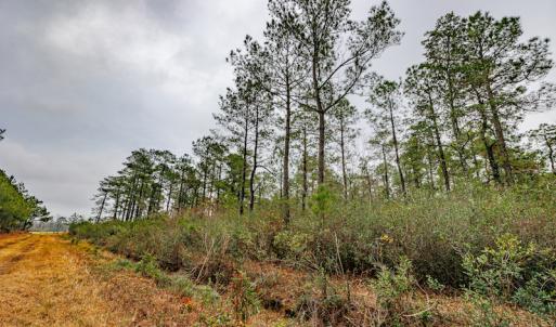 Photo #18 of SOLD property in Off Warren Taylor Road, Richlands, NC 2.1 acres