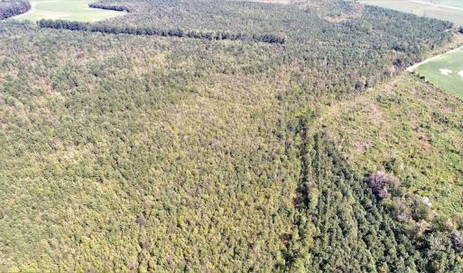 Photo #2 of Off Lloyd Corey Road, Stokes, NC 166.0 acres