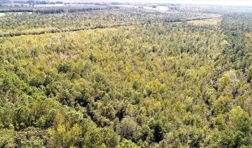 Photo #3 of Off Lloyd Corey Road, Stokes, NC 166.0 acres