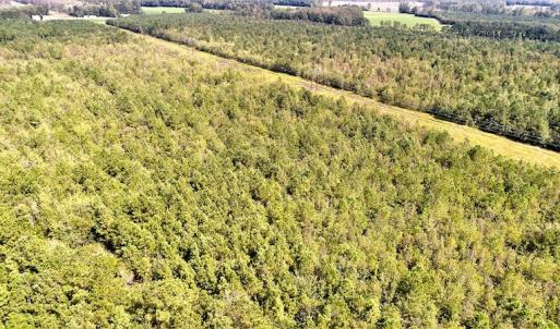 Photo #4 of Off Lloyd Corey Road, Stokes, NC 166.0 acres