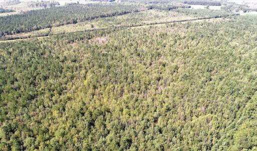 Photo #6 of Off Lloyd Corey Road, Stokes, NC 166.0 acres