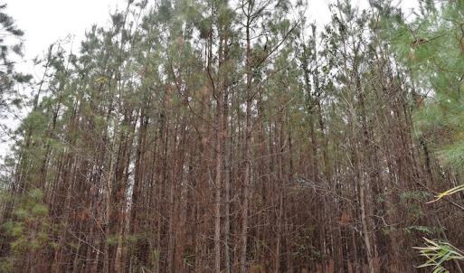 Photo #11 of Off Lloyd Corey Road, Stokes, NC 166.0 acres