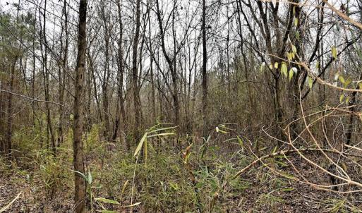 Photo #12 of Off Lloyd Corey Road, Stokes, NC 166.0 acres
