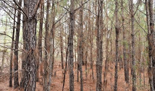 Photo #13 of Off Lloyd Corey Road, Stokes, NC 166.0 acres