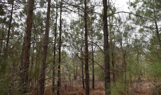 Photo #15 of Off Lloyd Corey Road, Stokes, NC 166.0 acres