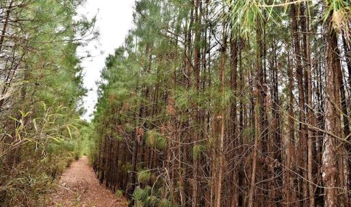 Photo #16 of Off Lloyd Corey Road, Stokes, NC 166.0 acres