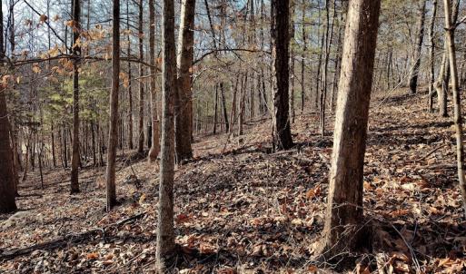 Photo #8 of SOLD property in Off Wagon Trail Road, Monroe, VA 9.2 acres