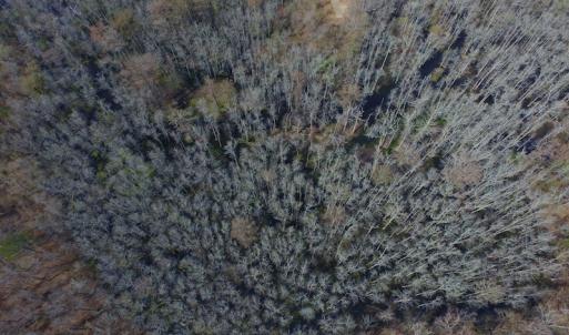 Photo #9 of Off Woodberry Drive, Grimesland, NC 12.4 acres