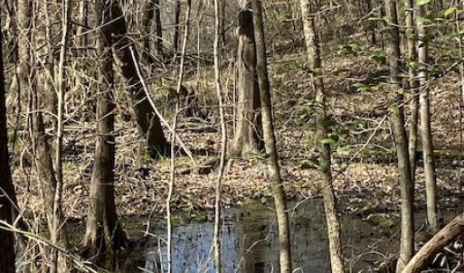 Photo #16 of Off Woodberry Drive, Grimesland, NC 12.4 acres