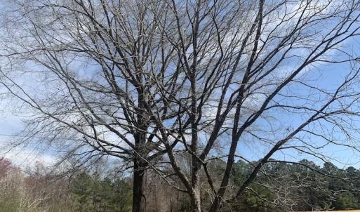 Photo #15 of SOLD property in Off Titan Roberts Road, Erwin, NC 1.3 acres