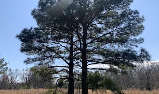 Photo #26 of SOLD property in Off Titan Roberts Road, Erwin, NC 11.3 acres