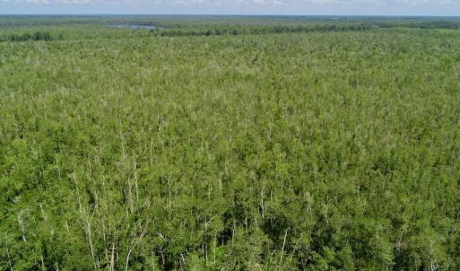 Photo #5 of SOLD property in Off Nc Hwy 158 Causeway, Camden, NC 160.0 acres