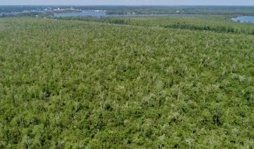 Photo #10 of SOLD property in Off Nc Hwy 158 Causeway, Camden, NC 160.0 acres