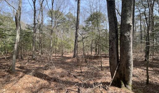 Photo #17 of SOLD property in Off Mini Road, Accomac, VA 15.0 acres