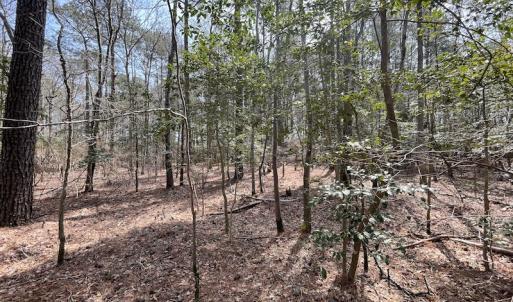 Photo #18 of SOLD property in Off Mini Road, Accomac, VA 15.0 acres