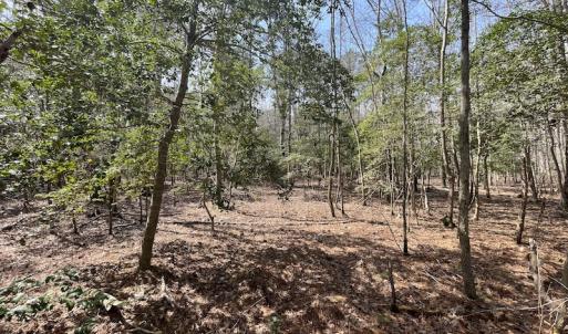 Photo #19 of SOLD property in Off Mini Road, Accomac, VA 15.0 acres