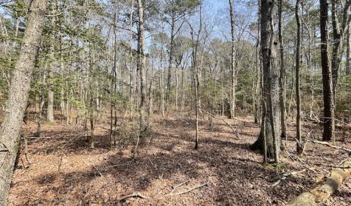 Photo #20 of SOLD property in Off Mini Road, Accomac, VA 15.0 acres