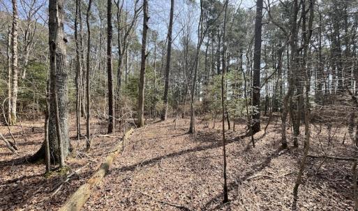 Photo #21 of SOLD property in Off Mini Road, Accomac, VA 15.0 acres