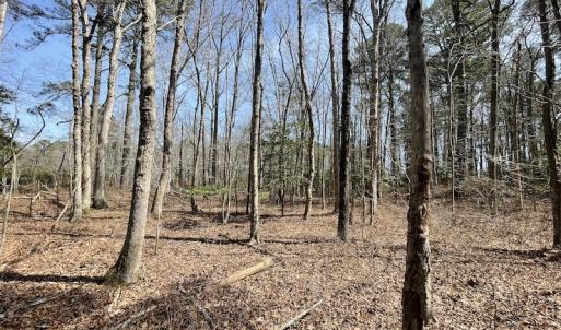Photo #23 of SOLD property in Off Mini Road, Accomac, VA 15.0 acres