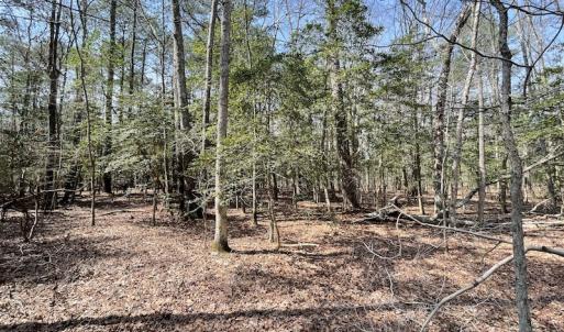 Photo #24 of SOLD property in Off Mini Road, Accomac, VA 15.0 acres