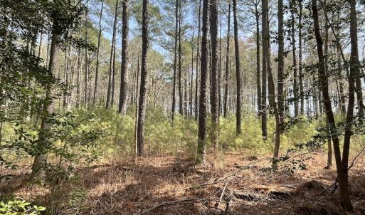 Photo #25 of SOLD property in Off Mini Road, Accomac, VA 15.0 acres