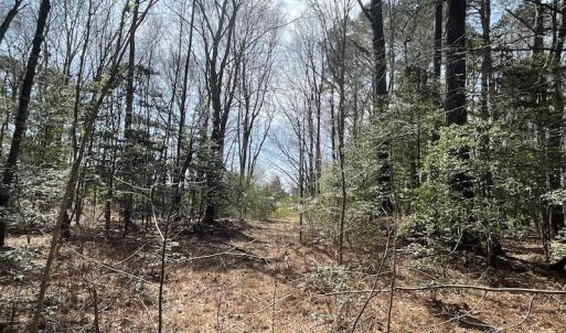 Photo #26 of SOLD property in Off Mini Road, Accomac, VA 15.0 acres