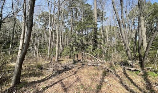 Photo #7 of SOLD property in Off Mini Road, Accomac, VA 15.0 acres