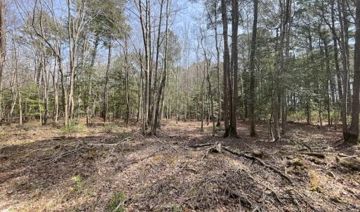Photo #11 of SOLD property in Off Mini Road, Accomac, VA 15.0 acres
