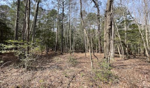 Photo #13 of SOLD property in Off Mini Road, Accomac, VA 15.0 acres