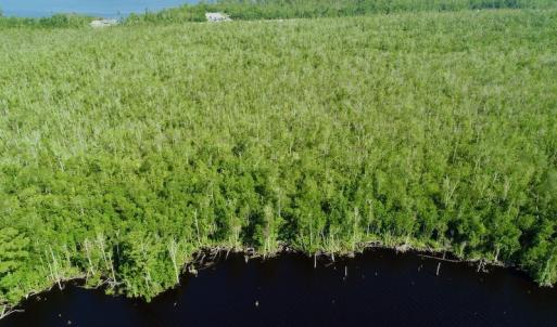 Photo #11 of SOLD property in Off Nc Hwy 158 Causeway, Camden, NC 160.0 acres