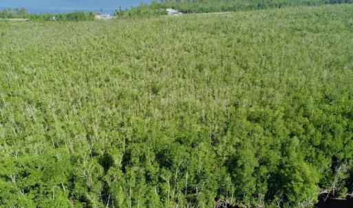 Photo #12 of SOLD property in Off Nc Hwy 158 Causeway, Camden, NC 160.0 acres